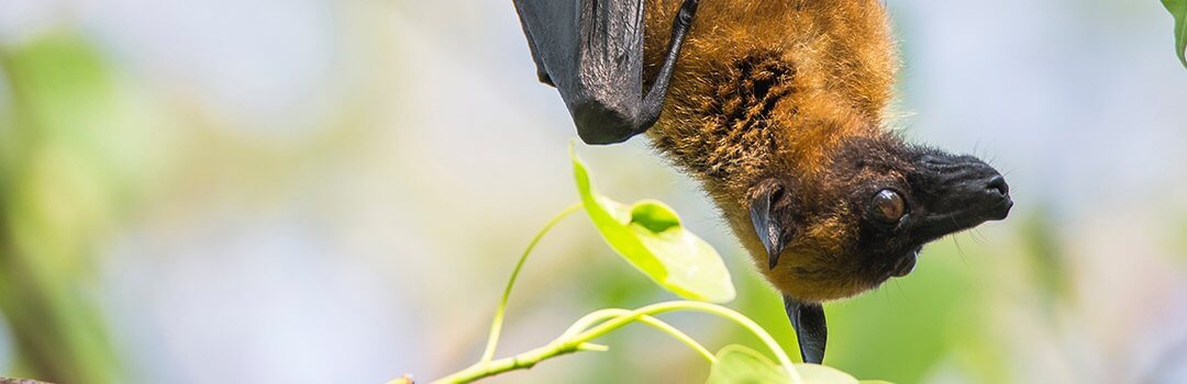 Managing the Risk of Bats and Flying Foxes in Community