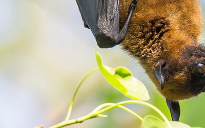Managing the Risk of Bats and Flying Foxes in Community