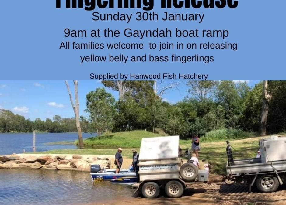 Gayndah Anglers – Fingerling Release