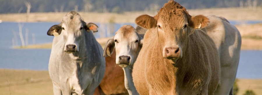Wandering Livestock Policy for Community Consultation