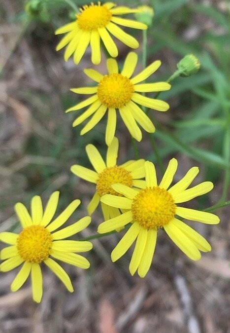 Weed Biosecurity Alert