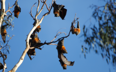 Be Aware of Flying Foxes