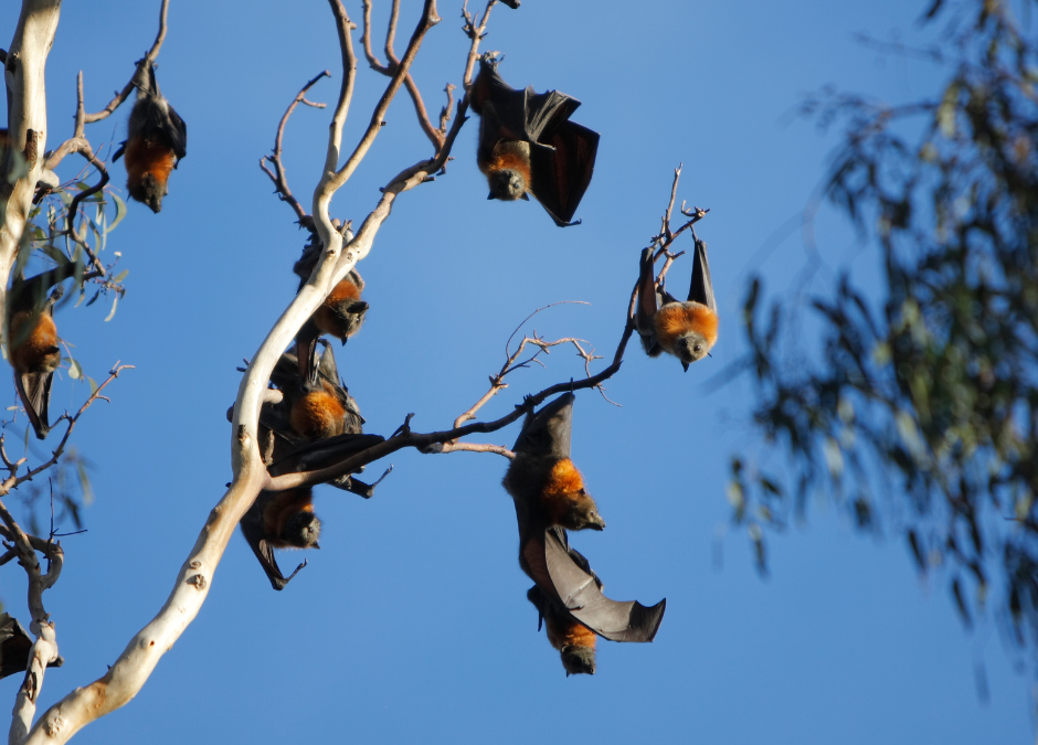 Be Aware of Flying Foxes