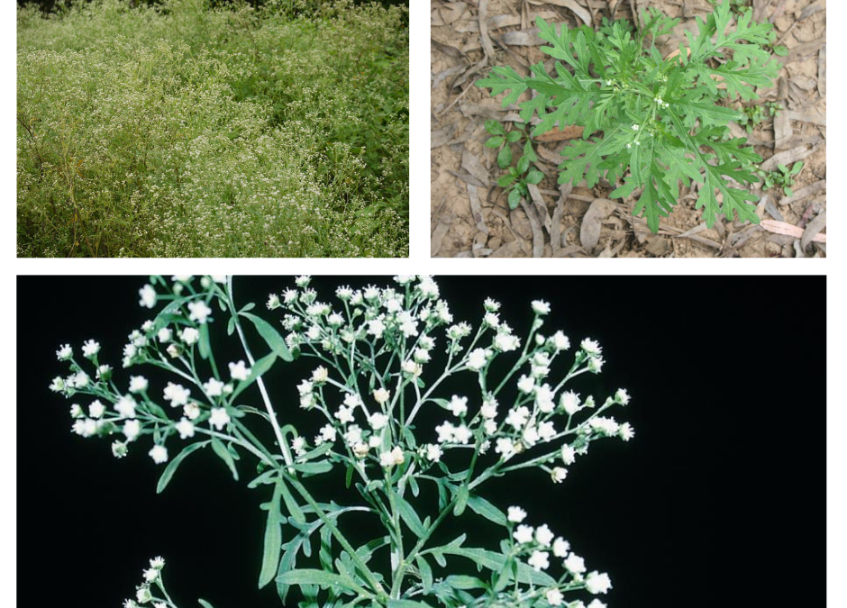 Biosecurity Control of Parthenium Weed