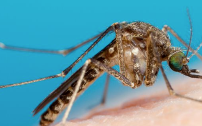 Controlling Mosquitoes Around Your Home
