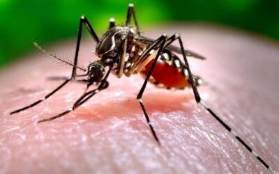 Avoid Mosquito Bites