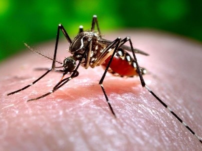 Avoid Mosquito Bites