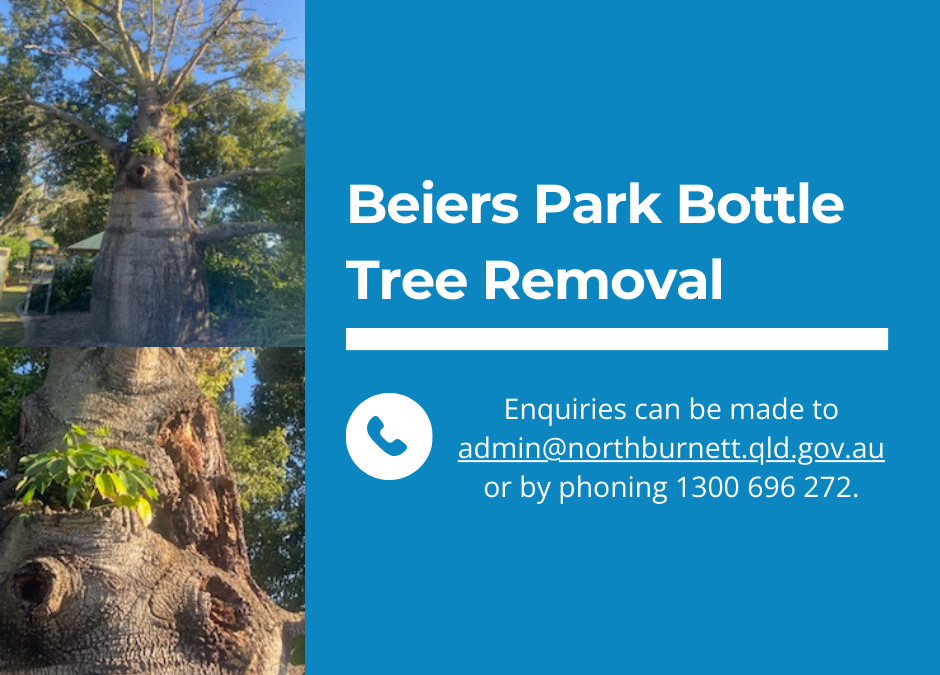 Beiers Park Bottle Tree Removal