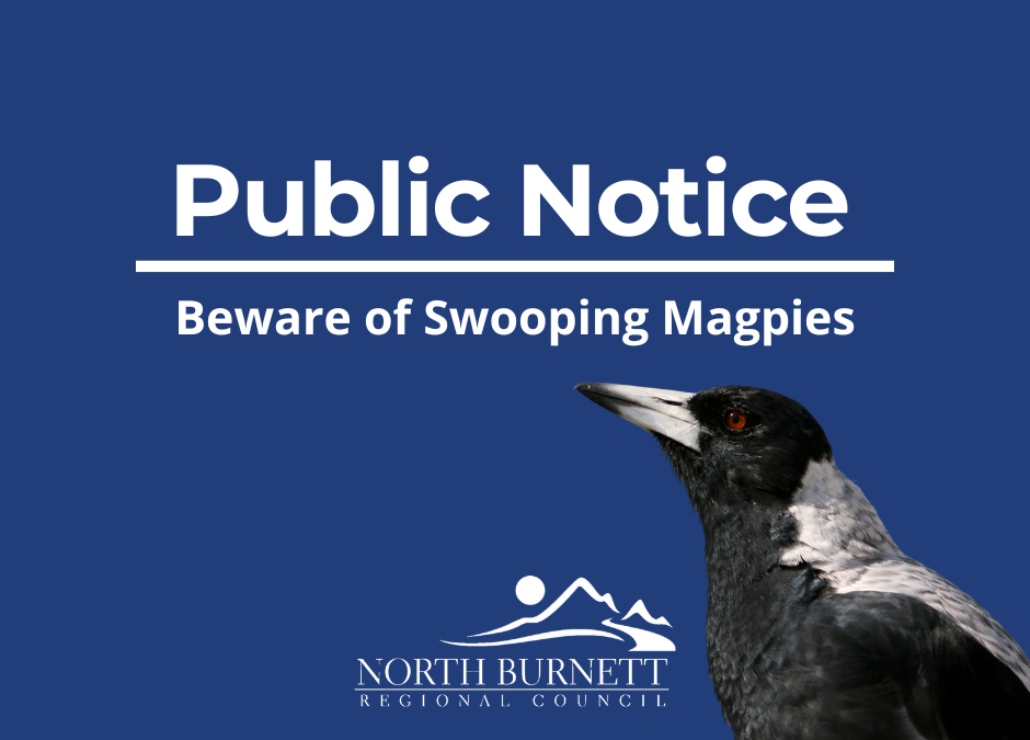 Beware of Swooping Magpies